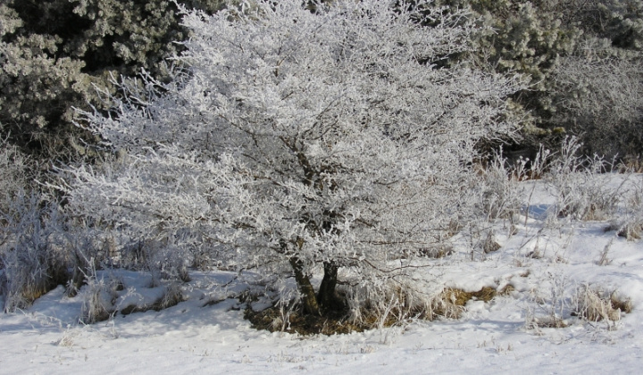12. fotografia fotogalérie Šarišské Jastrabie a okolie
