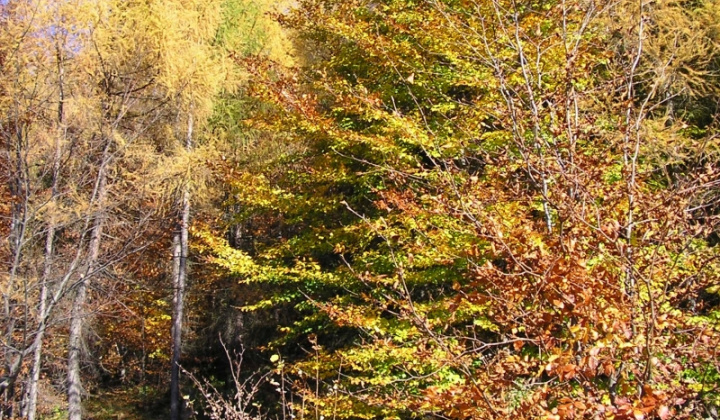 24. fotografia fotogalérie Šarišské Jastrabie a okolie